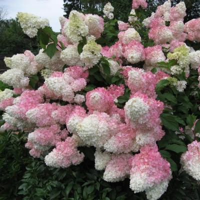 Гортензия метельчатая Ванил Фрайз. Контейнер р9