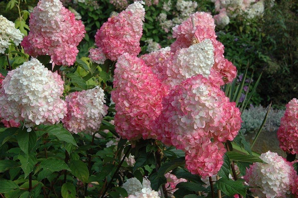 Гортензия метельчатая Ванил Фрайз. Контейнер с7,5. П