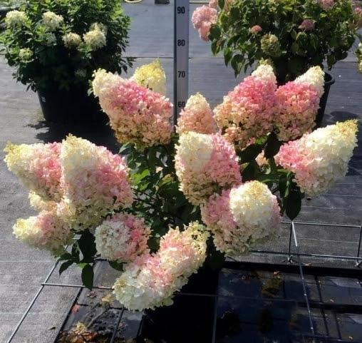 Гортензия метельчатая Литл блоссом ( Little Blossom), с3