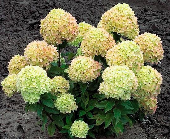 Гортензия метельчатая Литл пассион. Контейнер р9. П