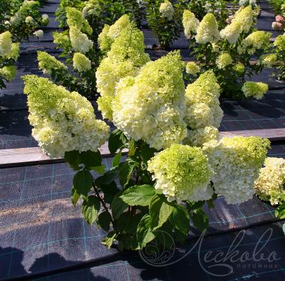 Гортензия метельчатая Меджикал Мунлайт. Контейнер с3 двулетка