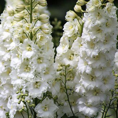 Дельфиниум Пацифик Галахэд. конт с1 , ЕГ