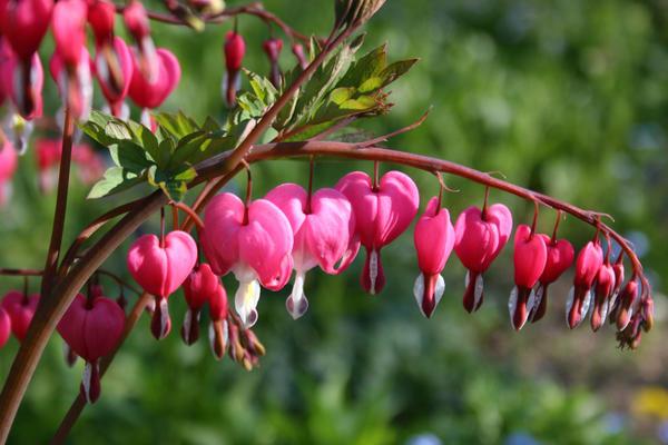 Дицентра spectabilis. Контейнер с2,5