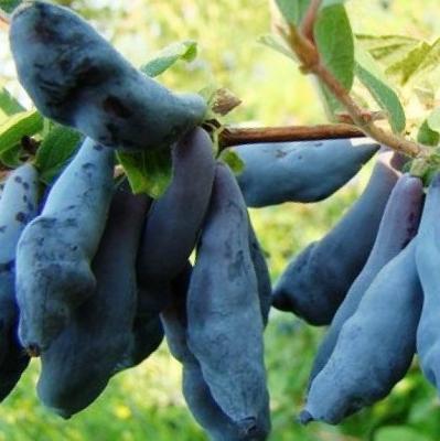 Жимолость Нимфа. Контейнер с3. П