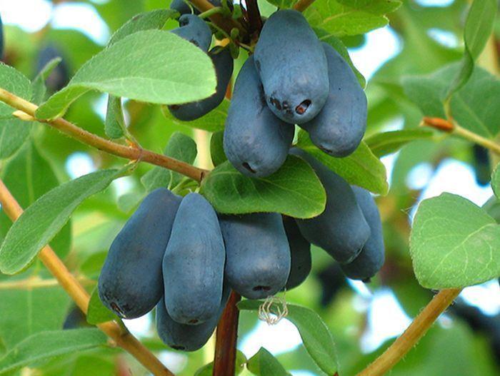 Жимолость Ленинградский великан. Контейнер с3. П