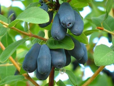 Жимолость Ленинградский великан. Контейнер с3. П