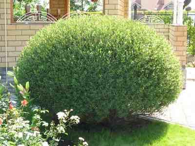 Ива Нана. Контейнер р9. П