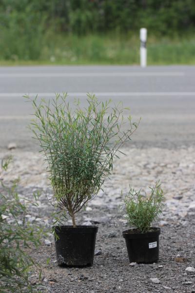 Ива Нана. Контейнер р9. П