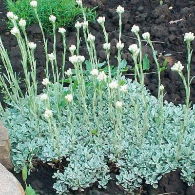 Антенария белая. Контейнер р9. П