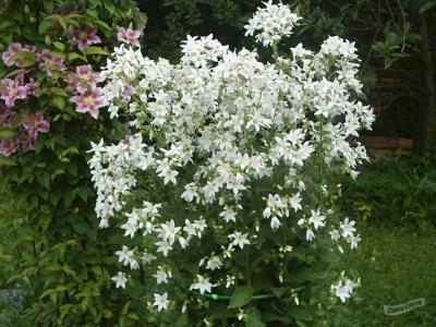 КОЛОКОЛЬЧИК УАЙТ ПУФФ (WHITE POUFFE) конт с1 NCL