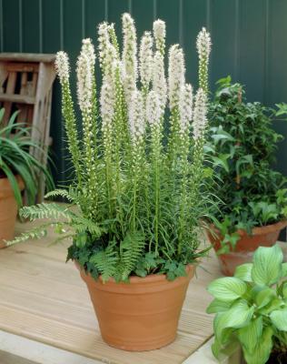 Лиатрис Альба (spicata), конт 1,5л