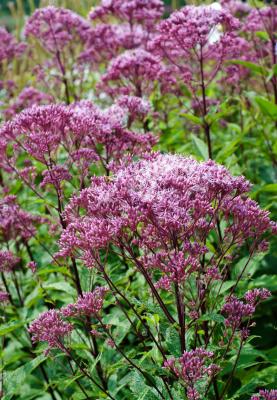 Посконник пятнистый Атропурпуриум. Контейнер с 2,5