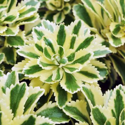 Седум Атлантис. Контейнер с1, П