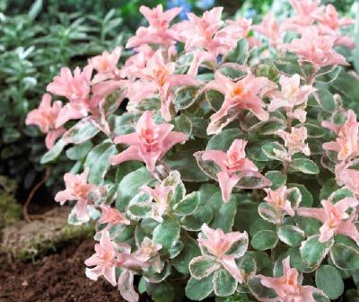 Седум Пинки. Контейнер с1/с2. к7