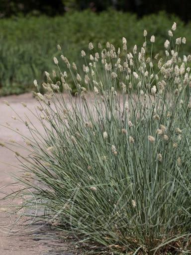 Сеслерия голубая. Контейнер с1/с2. кк