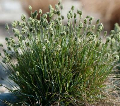 Сеслерия. Контейнер п9