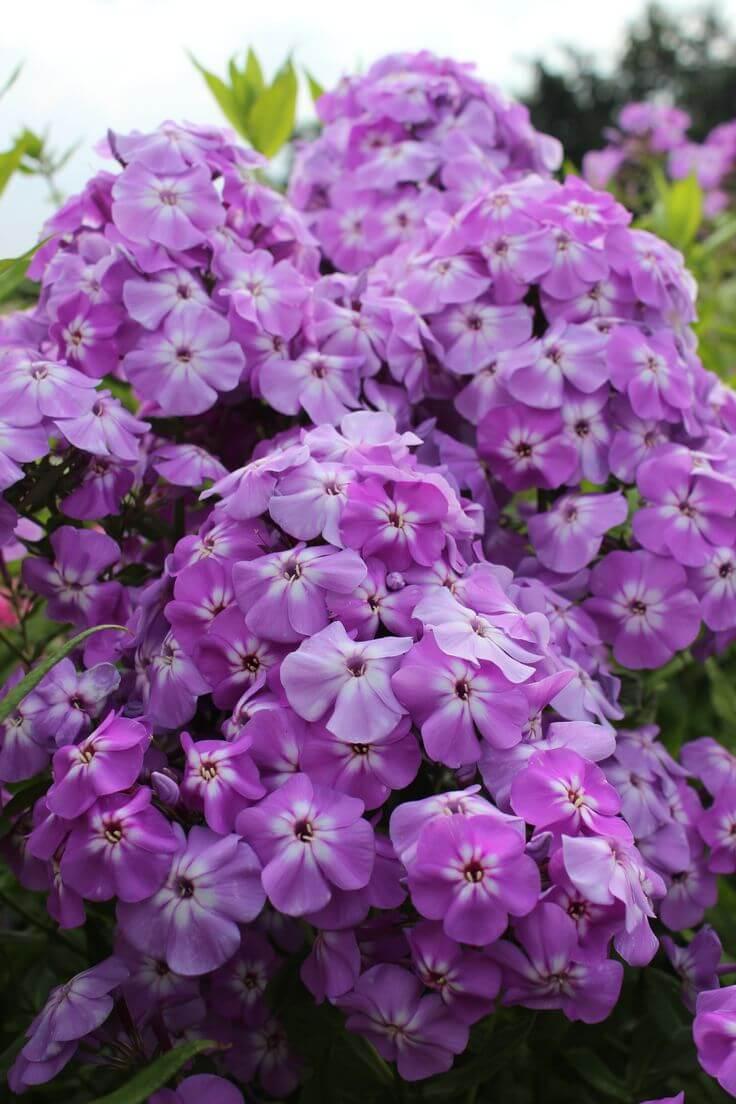 Флокс метел Голиаф. Контейнер с1/с2. к7