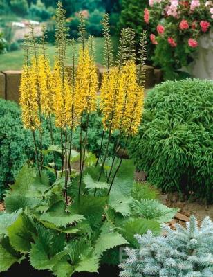 Бузульник Пржевальского. Контейнер с2. П