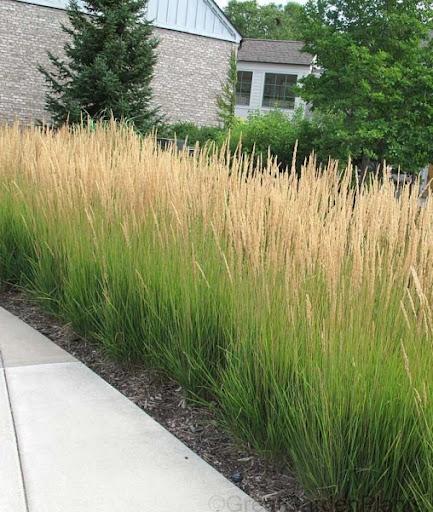 Вейник карл форстер. Контейнер с5