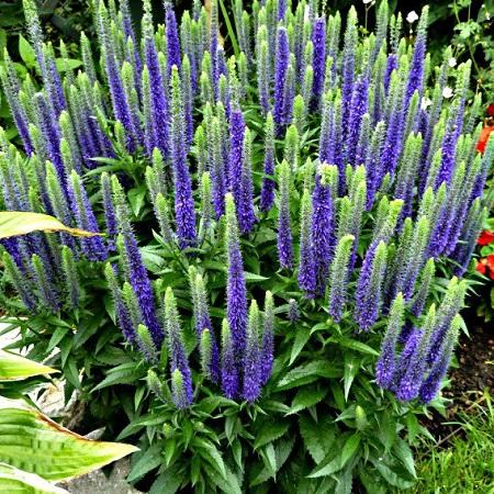 Вероника колосковая Уолстер Дварф Блю. Контейнер с1