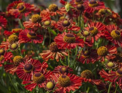 Гелениум Марьячи Ранчера. Контейнер с2