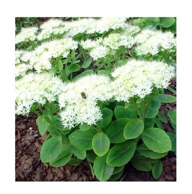 Седум (очиток) Стардаст. Контейнер с2