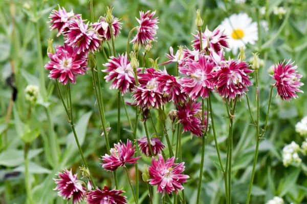 АКВИЛЕГИЯ НОРА БАРЛОУ (BARLOW NORA) конт с1 NCL