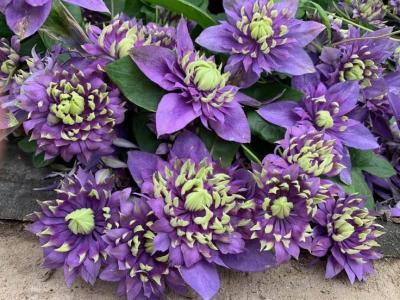 Клематис Тайга, контейнер с2