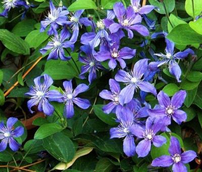 Клематис Арабелла. Контейнер с2