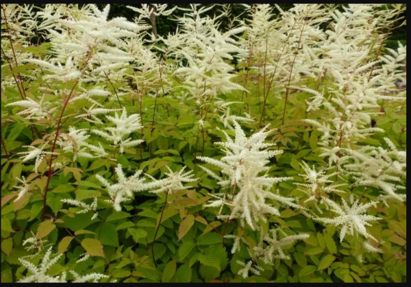 Волжанка китайская Zweiweltenking конт с2/3