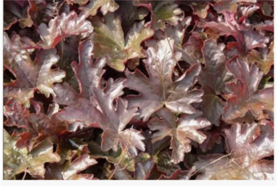 Гейхерелла Bunshed bronze, с2