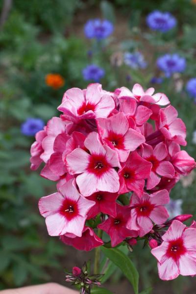 Флокс Серафима, конт п9