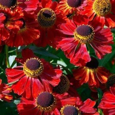 Гелениум Рубинцвейг. Контейнер с2