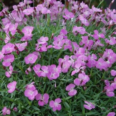 Гвоздика серовато-голубая Рози РЕд , с1,8