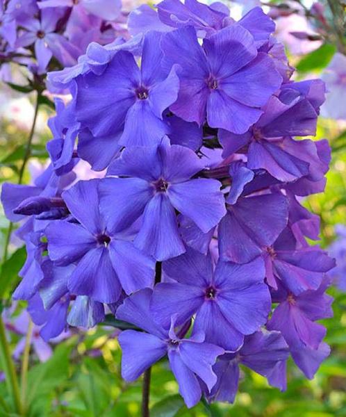 Флокс Синий взгляд, конт п9