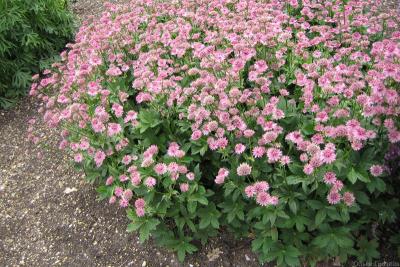 Астранция крупная, конт 2л