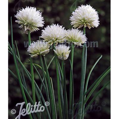 Аллиум  (Лук шнитт)  Уайт Уан , конт с1л ег