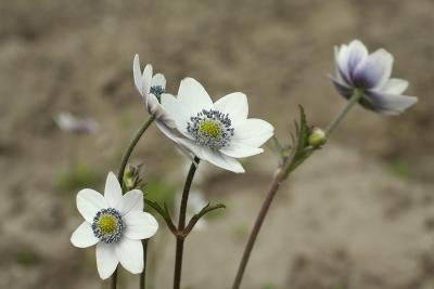 АНЕМОНА ЛЕВИЛЛЯ (LEVEILLEI) конт с2 NCL