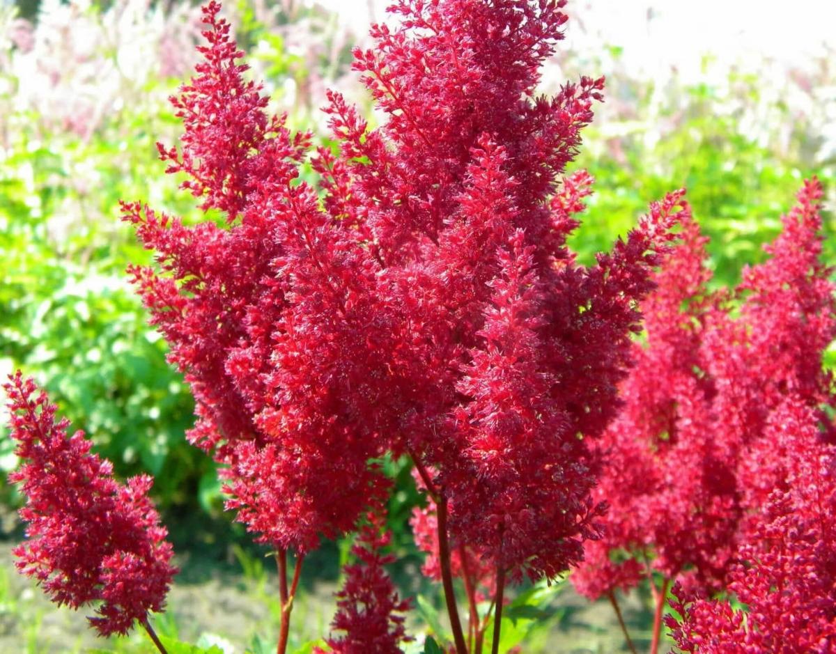 АСТИЛЬБА РЭД СКАЙСКРАПЕР (RED SKYSCRAPER) конт с2 NCL