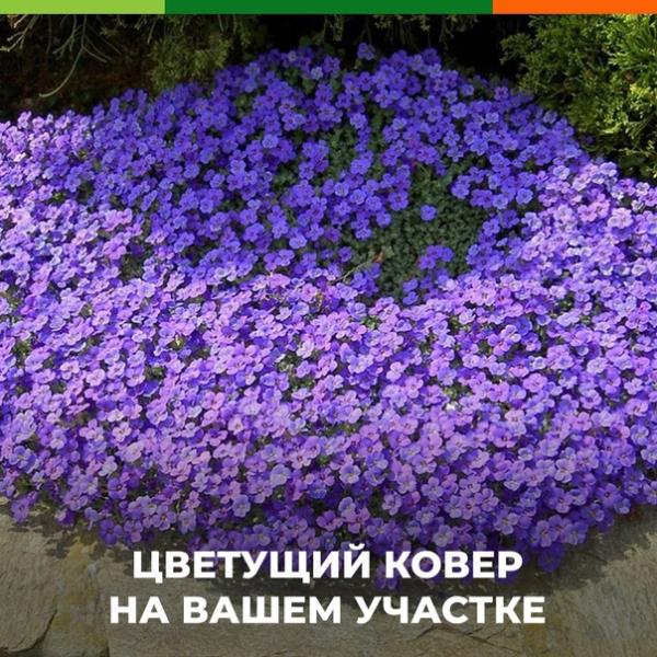 Обриета Аубриетта Audrey Blue Shades конт с1,5/2