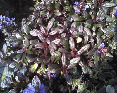 Аюга Chocolate Chips ,с2