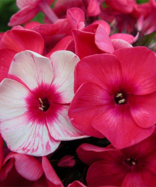 Флокс Серафима, конт п9