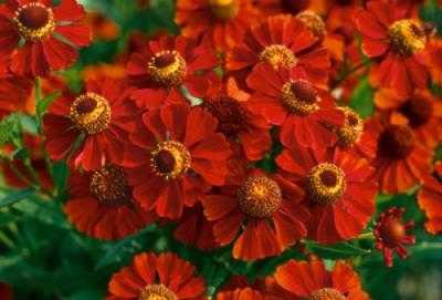 Гелениум Сальса, контейнер с2