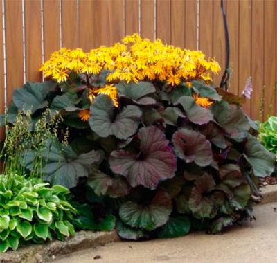 Бузульник dentata 'Midnight Lady' , контейнер с2