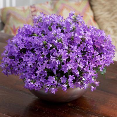 Колокольчик Портеншлага (Portenschlagiana), конт с1, ЕГ