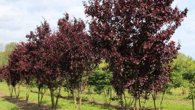 Черемуха Неубиенная,  конт 3л