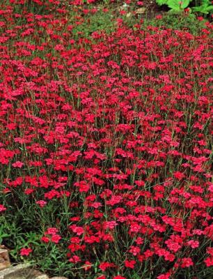 Гвоздика травянка Бриллиант Ред, с2