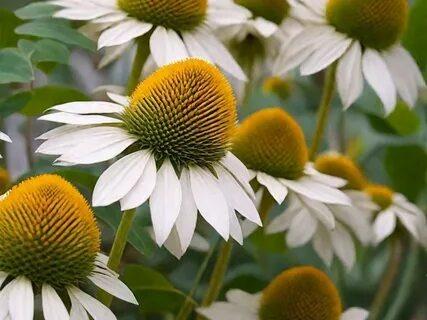 Эхинацея Вайт Свон (White Swan)  , конт с2, FF