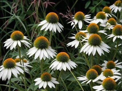 Эхинацея Вайт Свон (White Swan)  , конт с2, FF