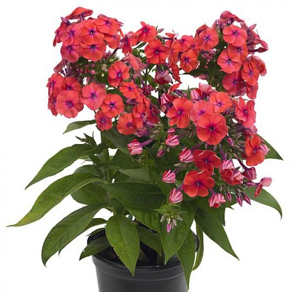 Флокc Flame Coral, контейнер c3